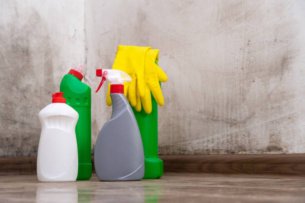 Why You Should Choose Our Mold Remediation Services in Windsor, CO